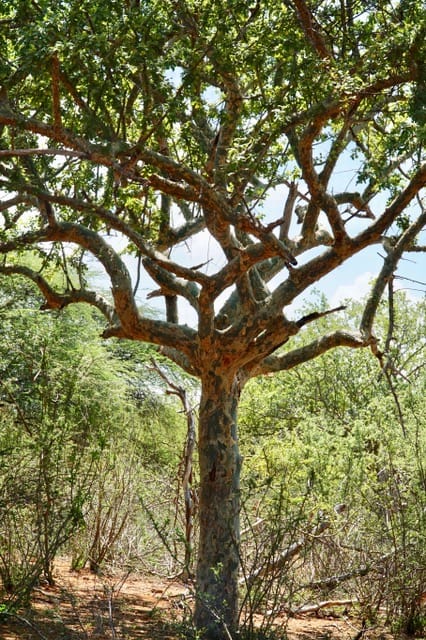 C holtziana in Meru natilnal park. Credit Sue Canney Davison